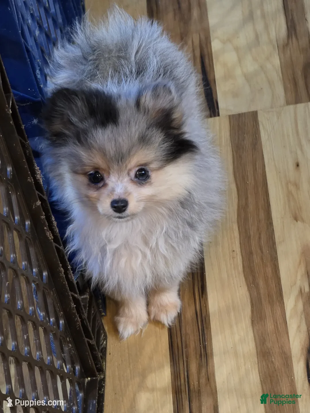 Pomeranian dogs for sale: Akc ginger  - Ad 1
