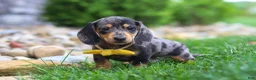 Miniature Dachshund dogs for sale: Blake - Ad 5