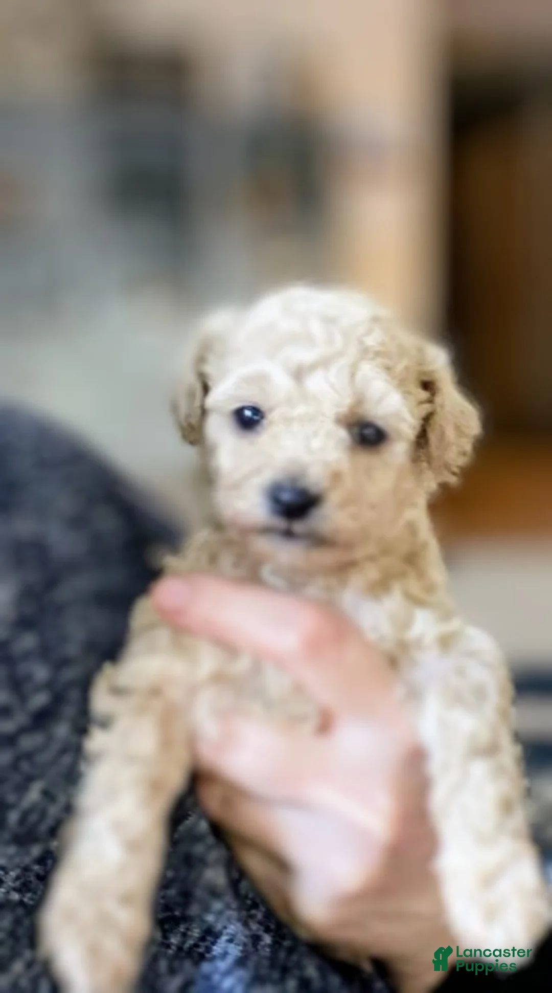 Toy Poodle dogs for sale: SWEET CAMERON  - Ad 21