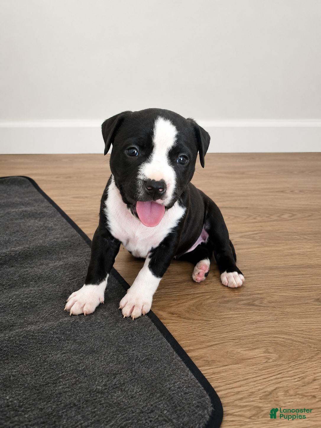 American Pit Bull Terrier dogs American Pit Bull Terrier 2 - Ad 17