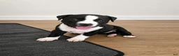American Pit Bull Terrier dogs for sale: American Pit Bull Terrier 2 - Ad 1