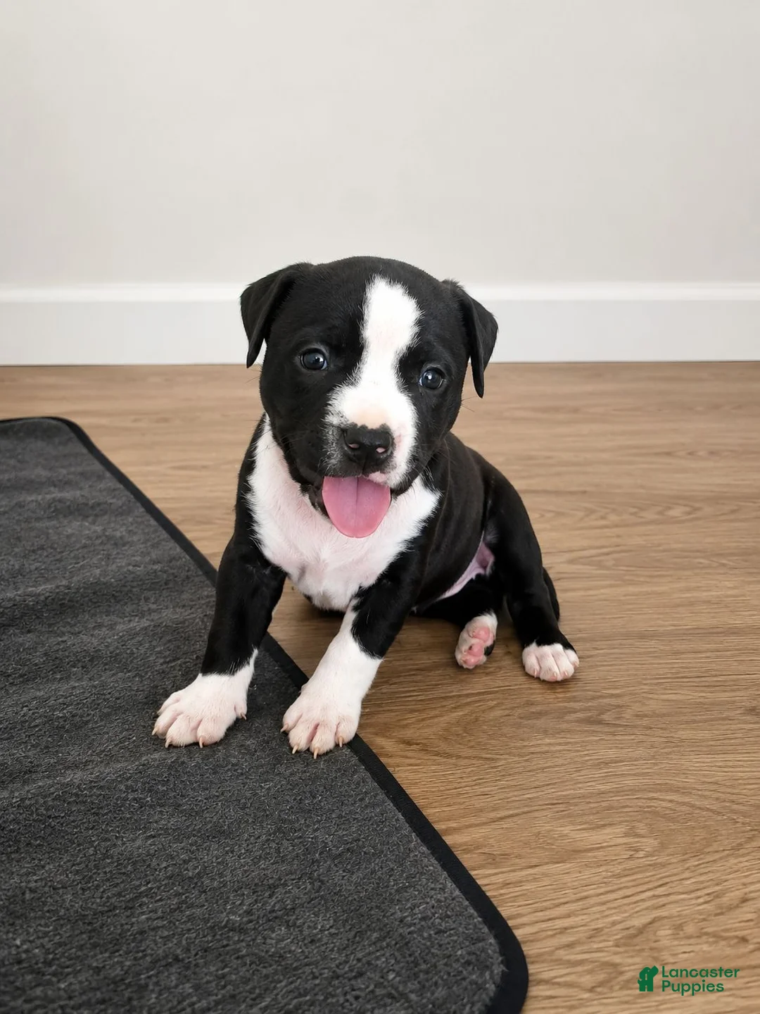 American Pit Bull Terrier dogs for sale: American Pit Bull Terrier 2 - Ad 1