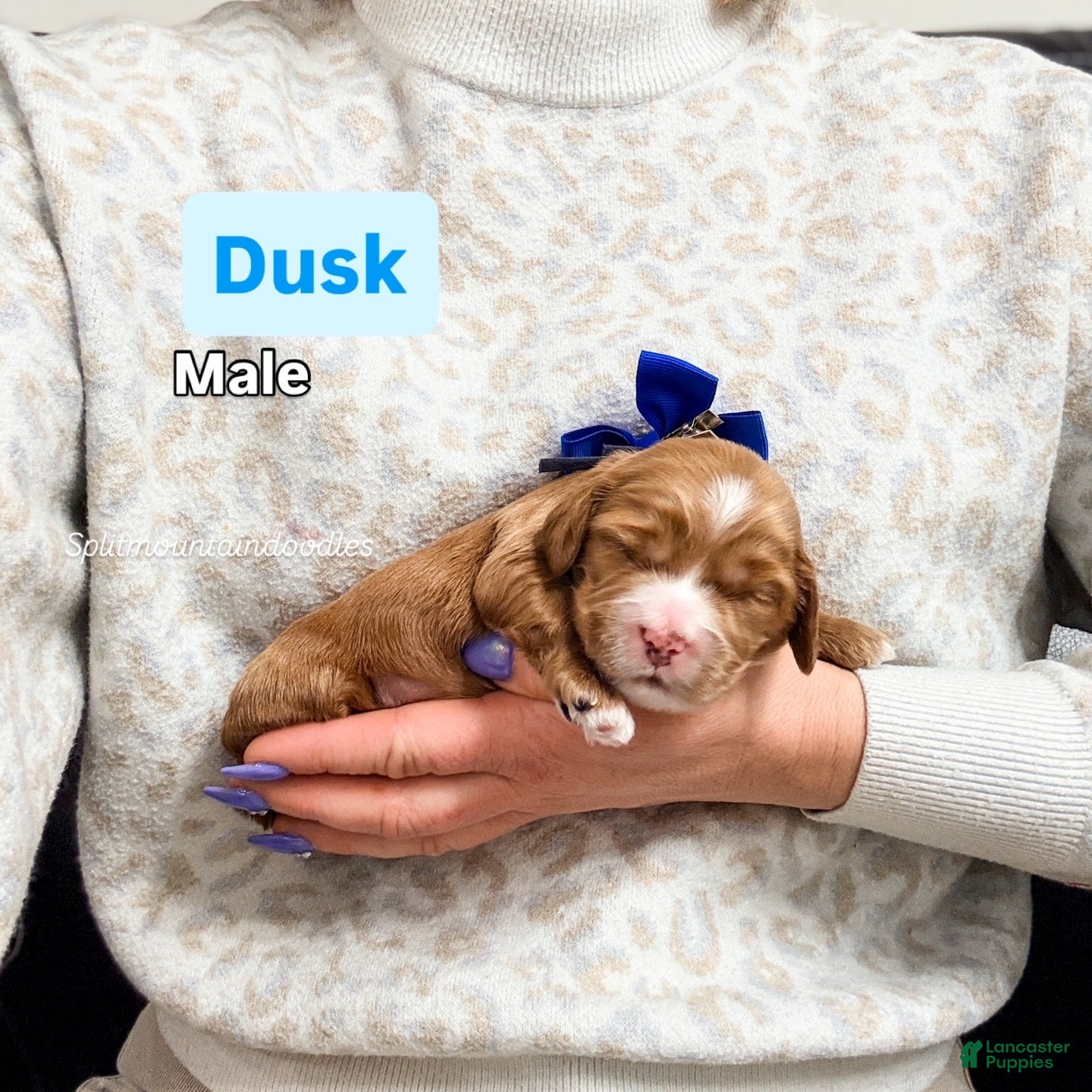 Mixed Breed dogs Dusk - Ad 6