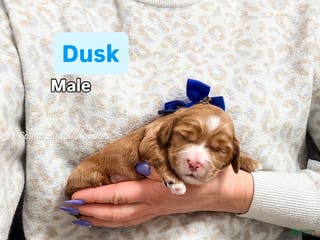 Mixed Breed dogs Dusk - Ad 41