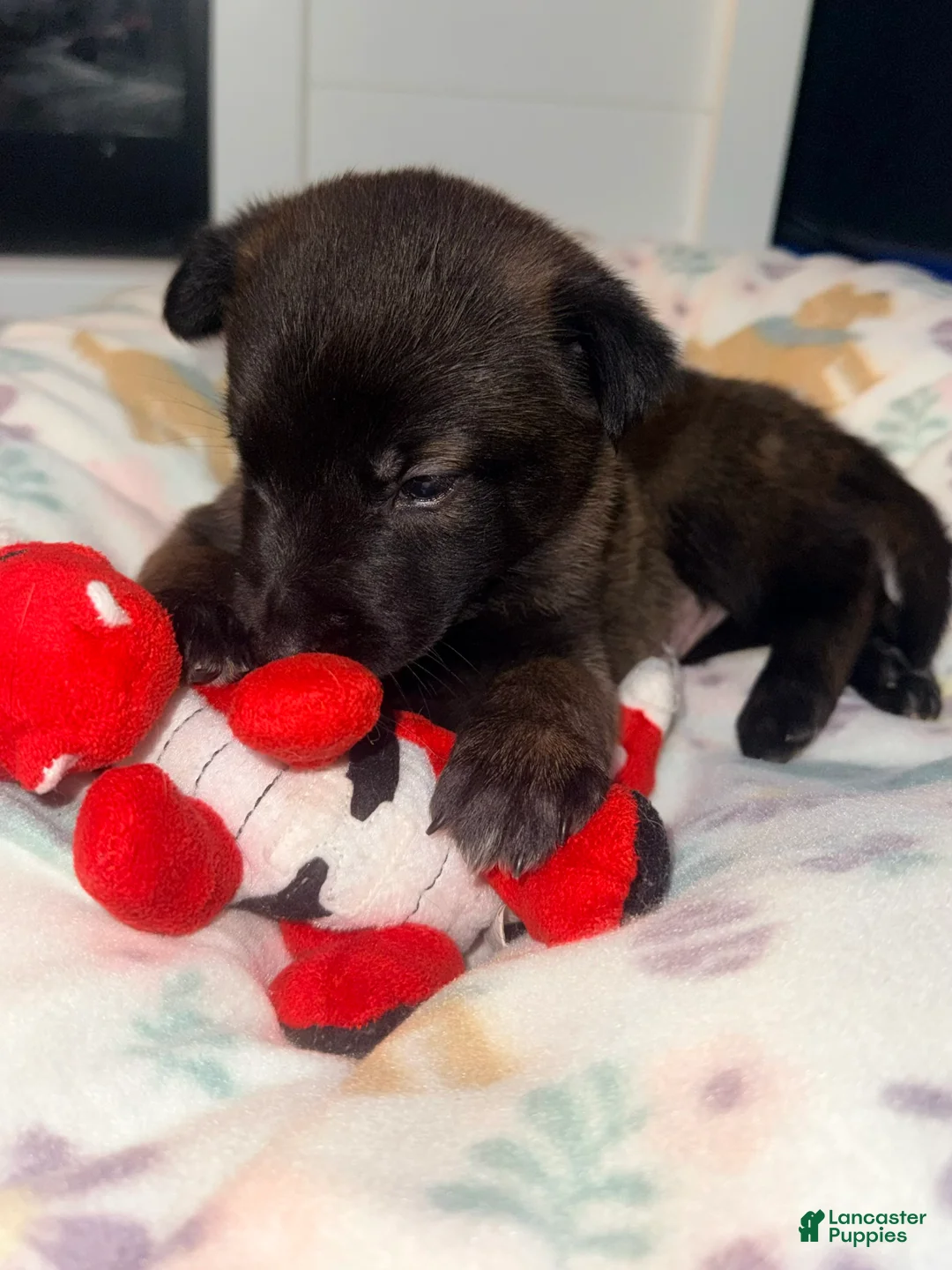 Belgian Malinois dogs for sale: Belgian Malinois - Red Collar - Ad 2