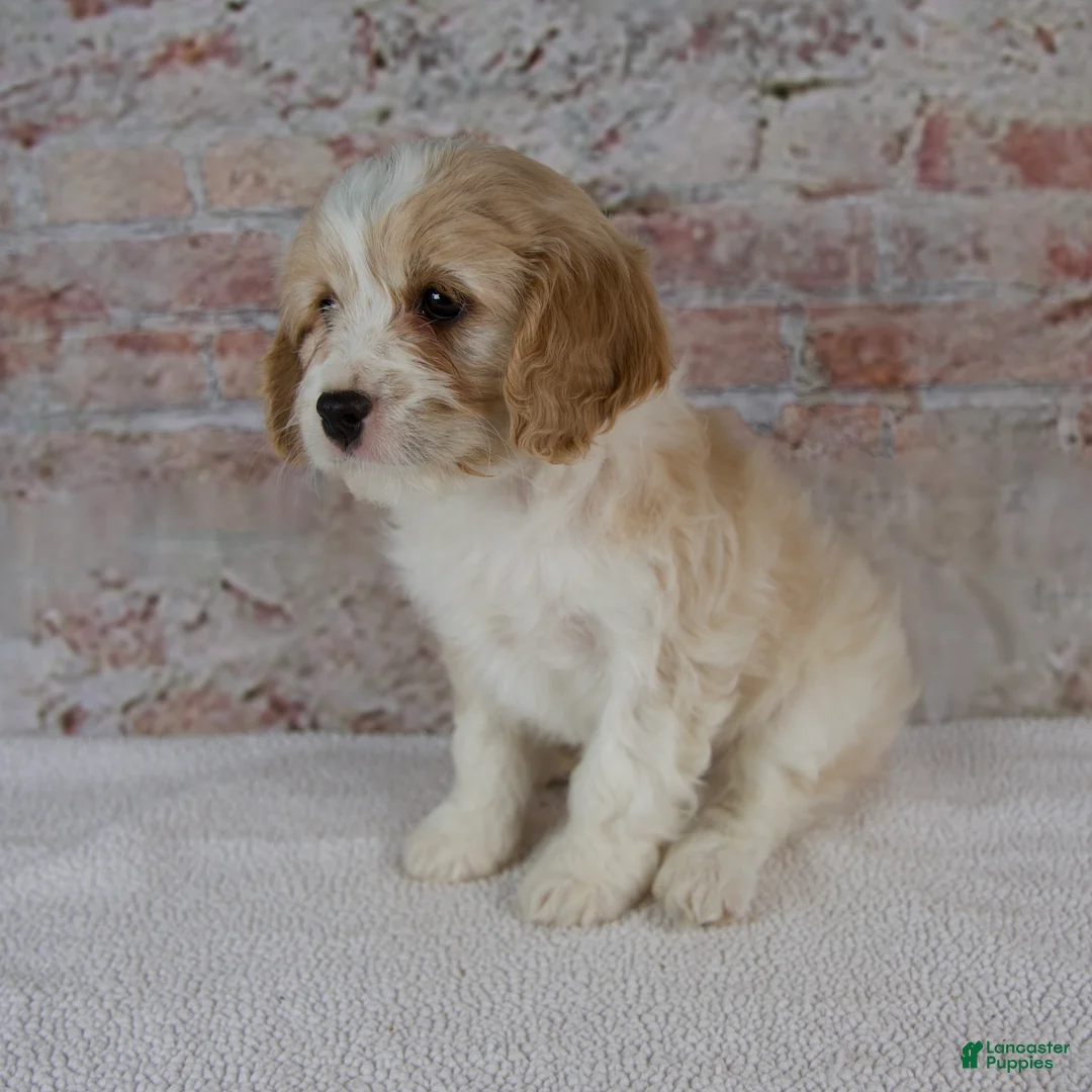Cavapoo dogs for sale: Crosby - Ad 5
