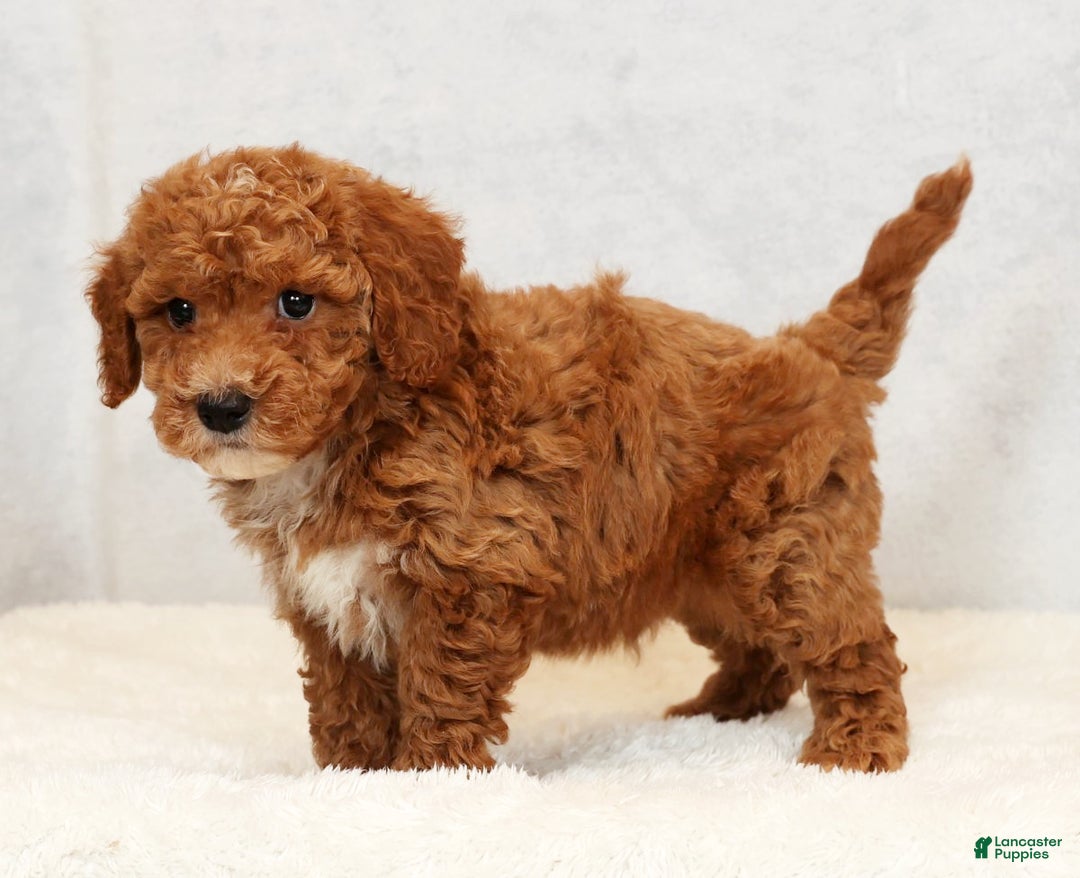 Bichpoo dogs for sale: Everett - Ad 8