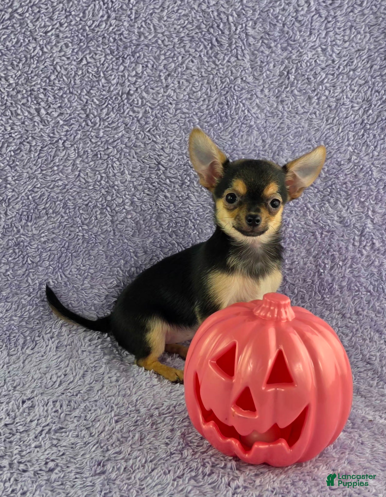 Chihuahua dogs Zoey - Ad 2