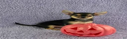 Chihuahua dogs for sale: Zoey - Ad 2