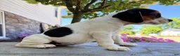 Beabull dogs for sale: Baxter - Ad 5