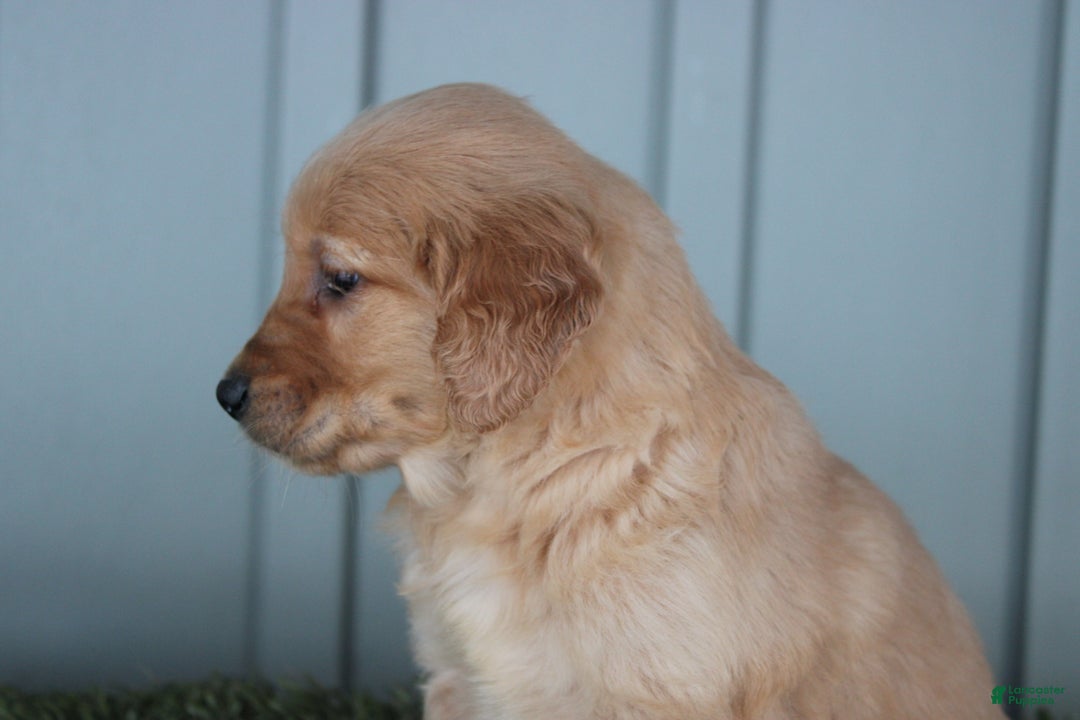 Golden Retriever dogs for sale: Golden Retriever Puppy Cowen - Ad 7