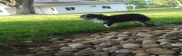 Miniature Australian Shepherd dogs for sale: Bella - Ad 5