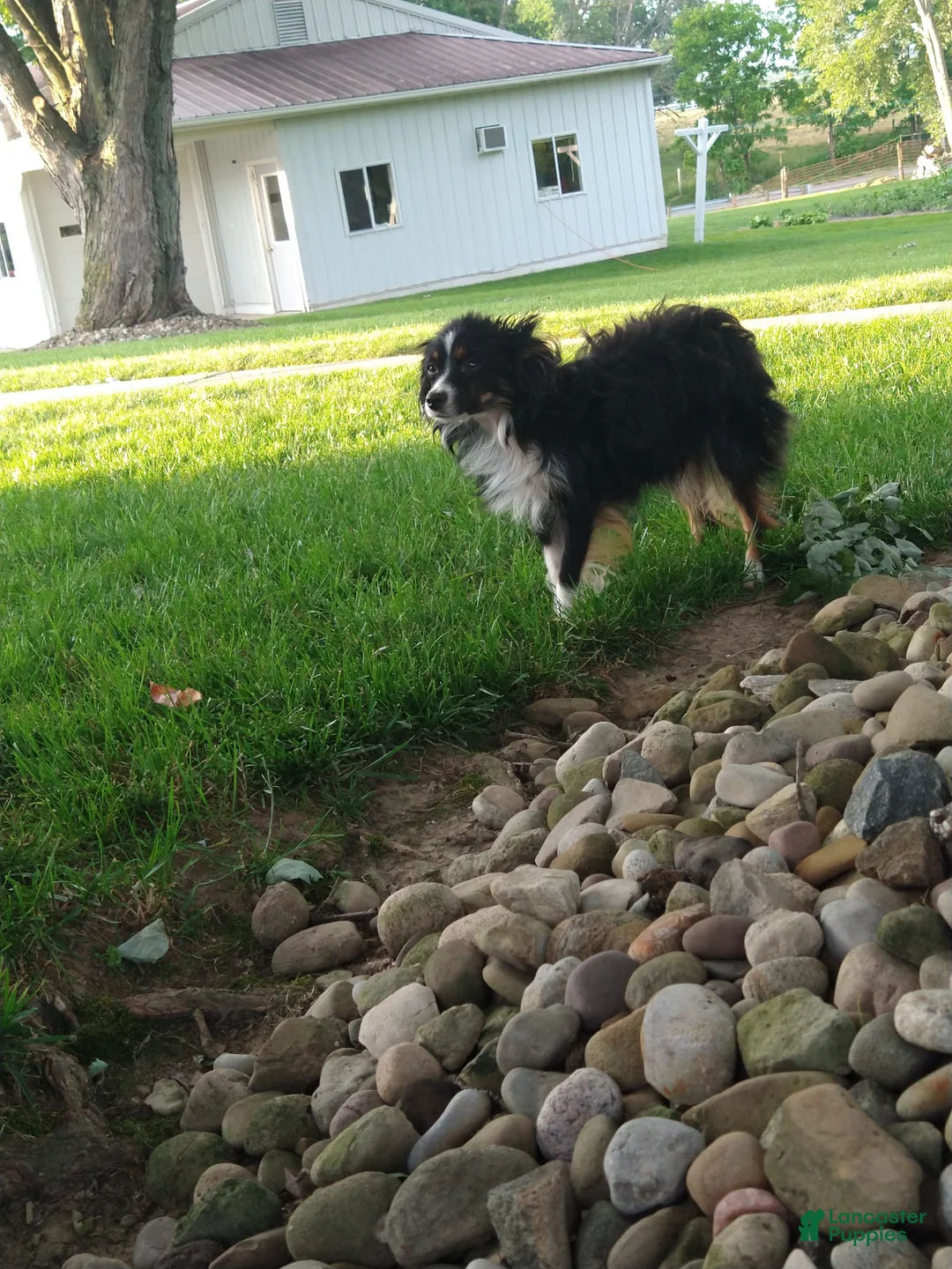 Miniature Australian Shepherd dogs for sale: Bella - Ad 5