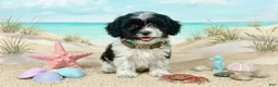 Maltipoo dogs for sale: PANDA - Ad 1