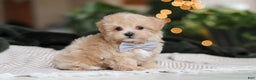 Maltipoo dogs for sale: Nevin - Ad 9