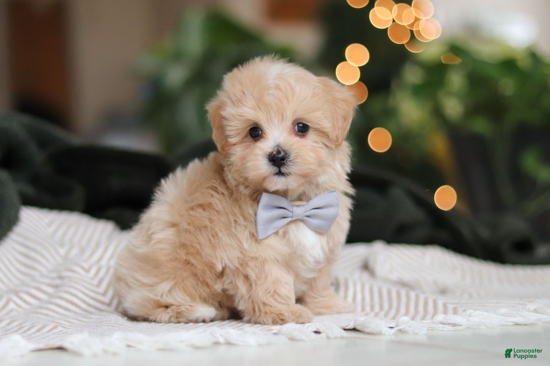 Maltipoo dogs for sale: Nevin - Ad 9