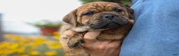 Beabull dogs for sale: Avery ❤️ - Ad 5