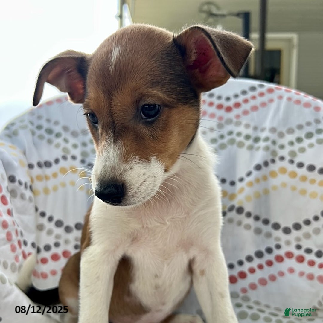 Puppy Jack Russel Sheltie Mix Heeler Hotsell Jack Russell Terrier