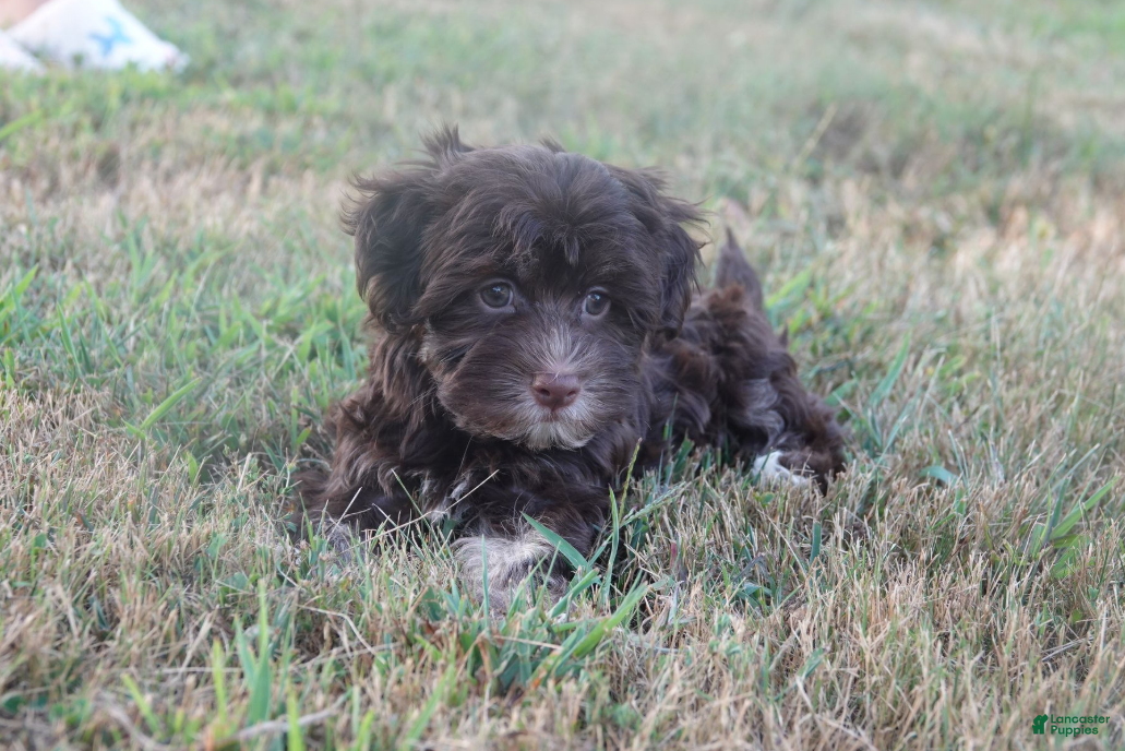 Havanese Puppies for sale in Kentucky Lancaster Puppies