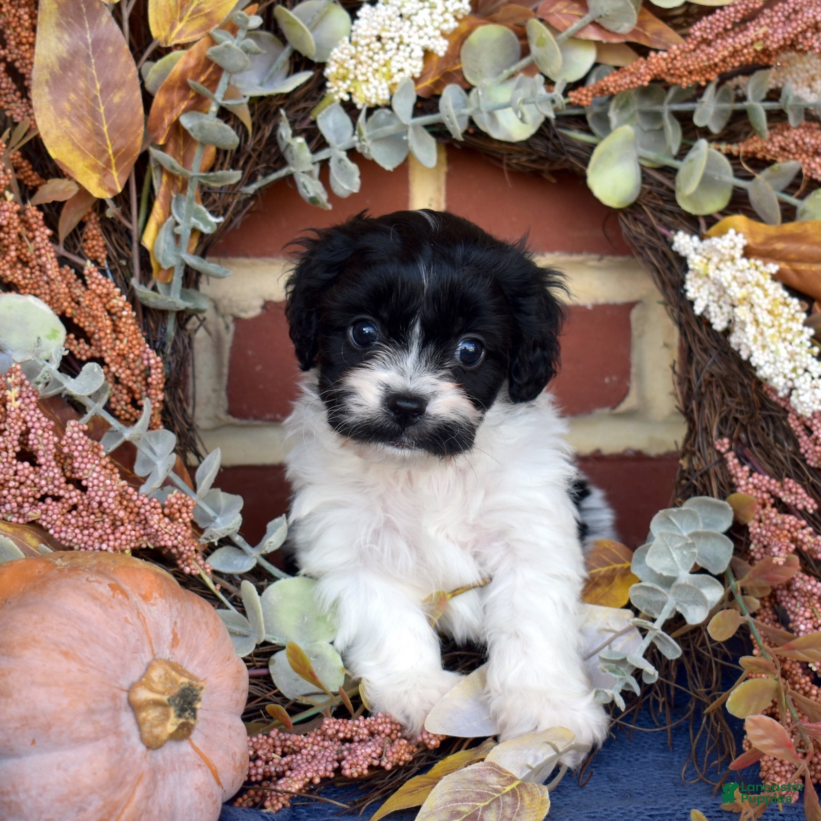 Cavachon dogs for sale: Barnaby - Ad 2