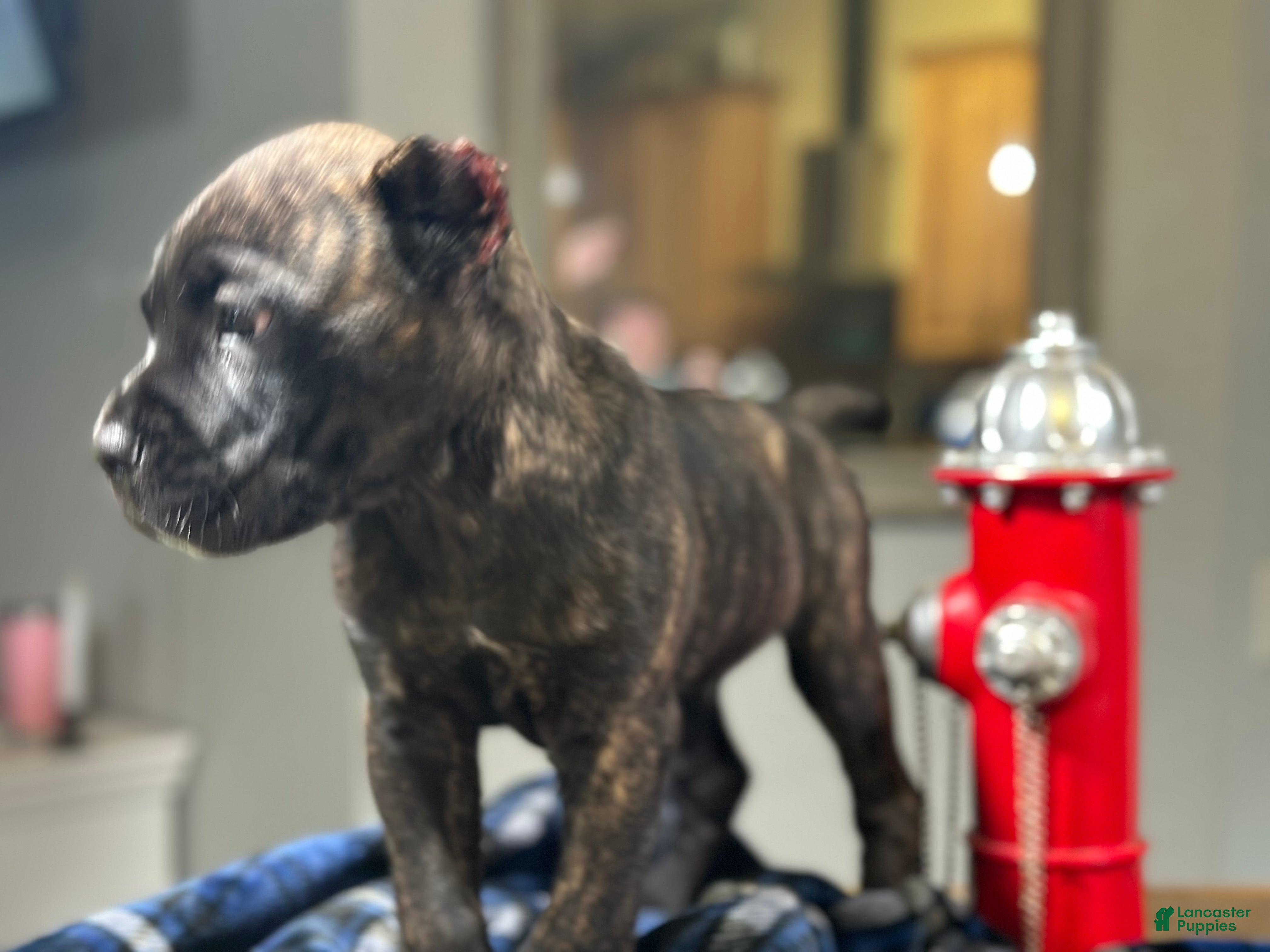 Cane Corso dogs Clyde black brindle - Ad 2