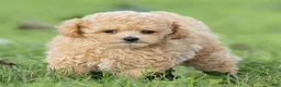 Maltipoo dogs for sale: Minnie Maltipoo  - Ad 3