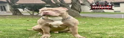 American Bully dogs for sale: American Bully Puppy 4 - Ad 3