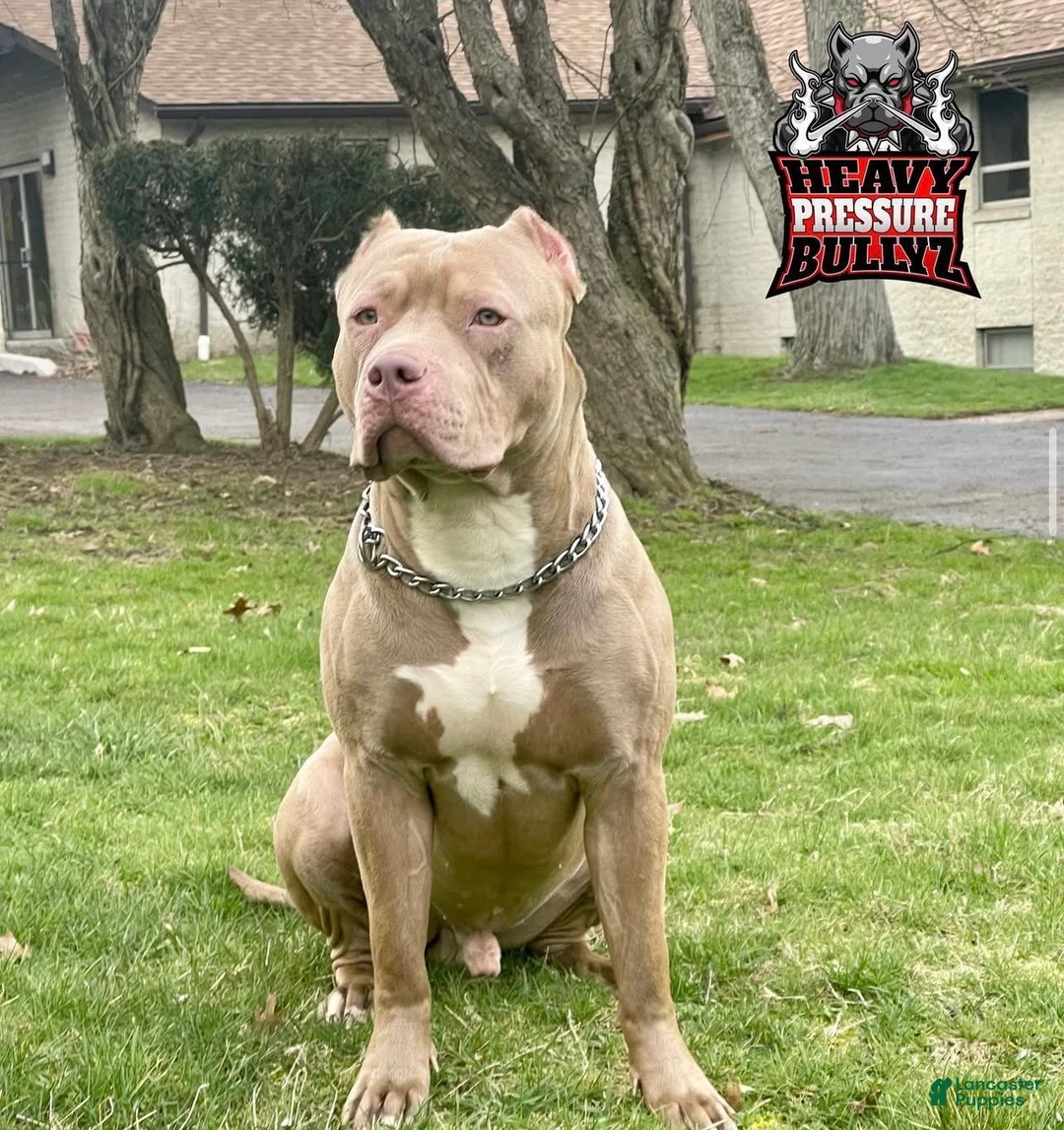 American Bully dogs for sale: American Bully Puppy 4 - Ad 3