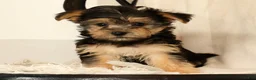 Yochon dogs for sale: Katie - Ad 7