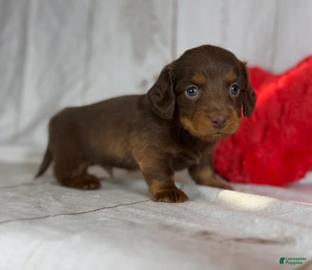 Miniature Dachshund dogs for sale: Lance LH DNA OFA  - Ad 3
