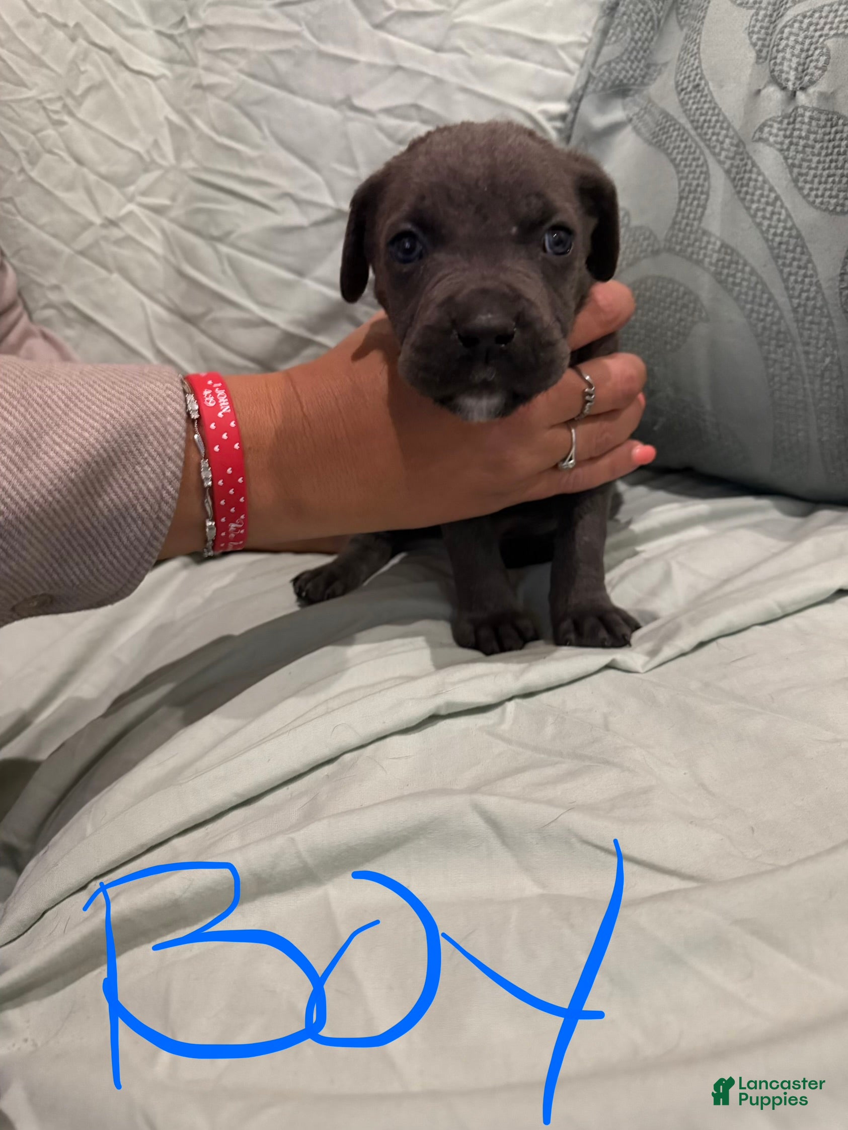 Cane Corso dogs Cane Corso Puppy 4 - Ad 41