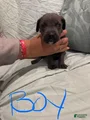 Cane Corso Puppy 4