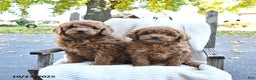 Cockapoo dogs for sale: Cherry - Ad 7