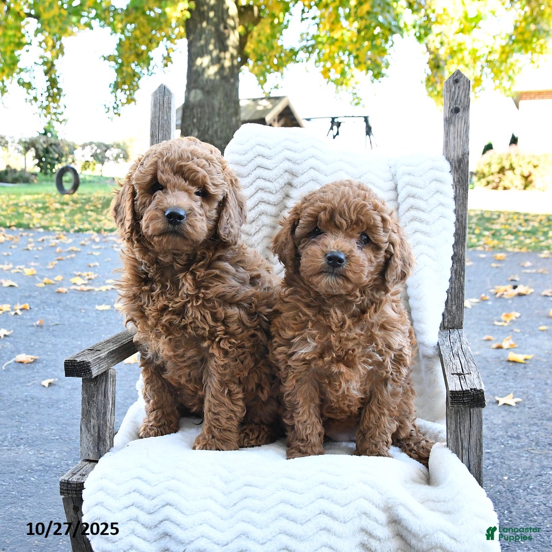 Cockapoo dogs for sale: Cherry - Ad 7