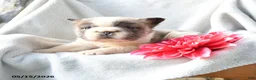 French Bulldog dogs for sale: Gregery - Ad 3