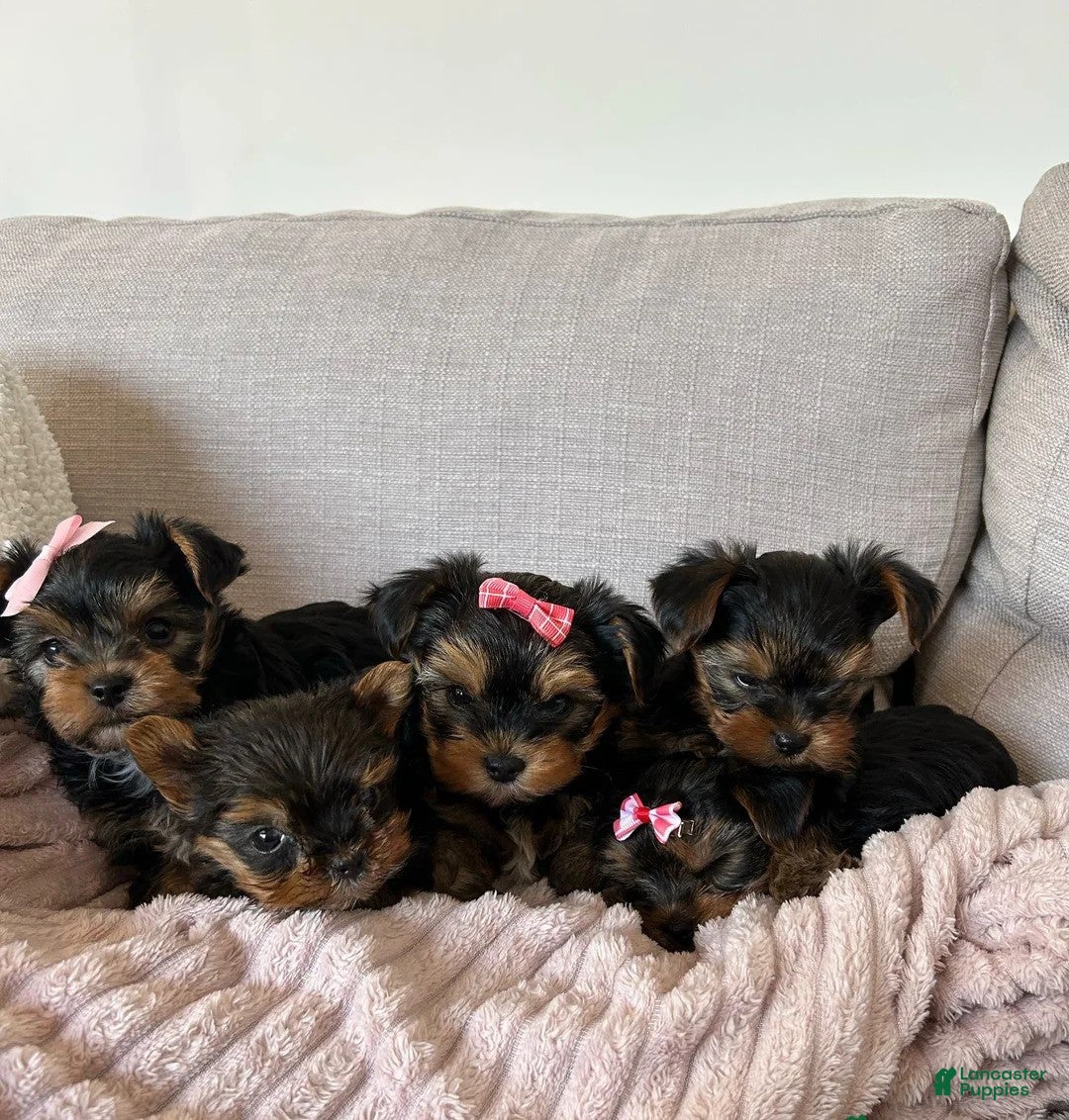 Yorkshire Terrier dogs for sale: Yorkshire Terrier Puppy 1 - Ad 2