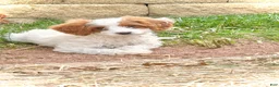 Cavapoo dogs for sale: Casper  - Ad 6