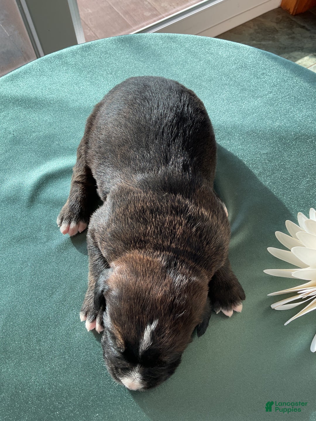 Mixed Breed dogs for sale: Bober - Ad 4