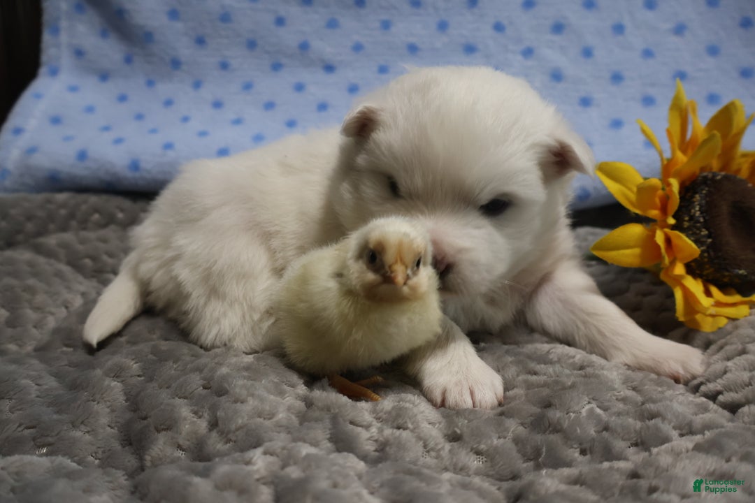American Eskimo dogs for sale: Ivy - Ad 3