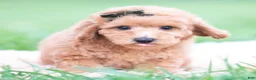 Mini Goldendoodle dogs for sale: Sammy - Ad 6