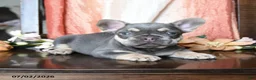 French Bulldog dogs for sale: Hanson - Ad 4