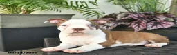 Boston Terrier dogs for sale: Rosemary  - Ad 5