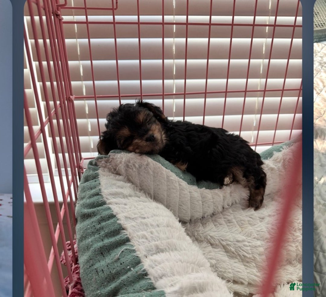 Mixed Breed dogs for sale: Mixed Breed Puppy 2 - Ad 2