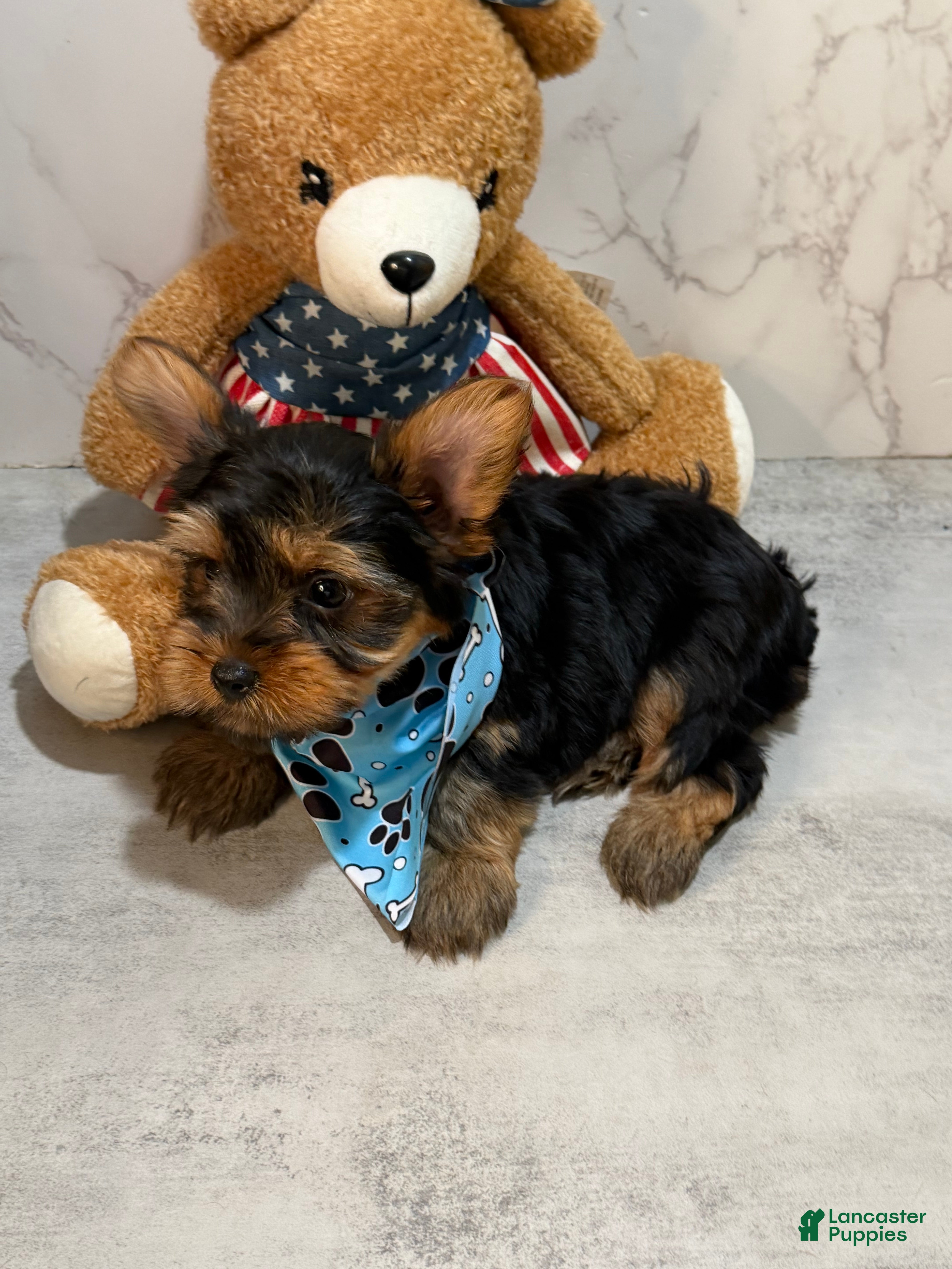 Yorkshire Terrier dogs Teacup Tyler  - Ad 2