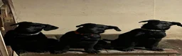 Sheprador dogs for sale: PEPPER  - Ad 4