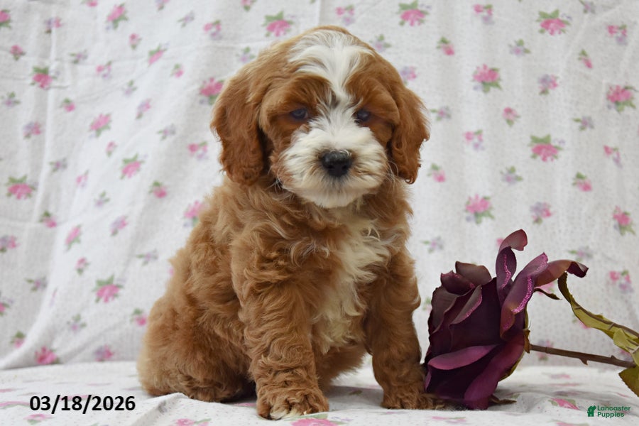 Cavapoo dogs Donovan - Ad 2