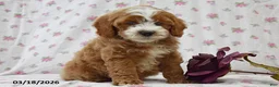 Cavapoo dogs for sale: Donovan - Ad 2