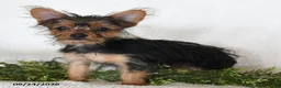 Shorkie dogs for sale: Lamar - Ad 4