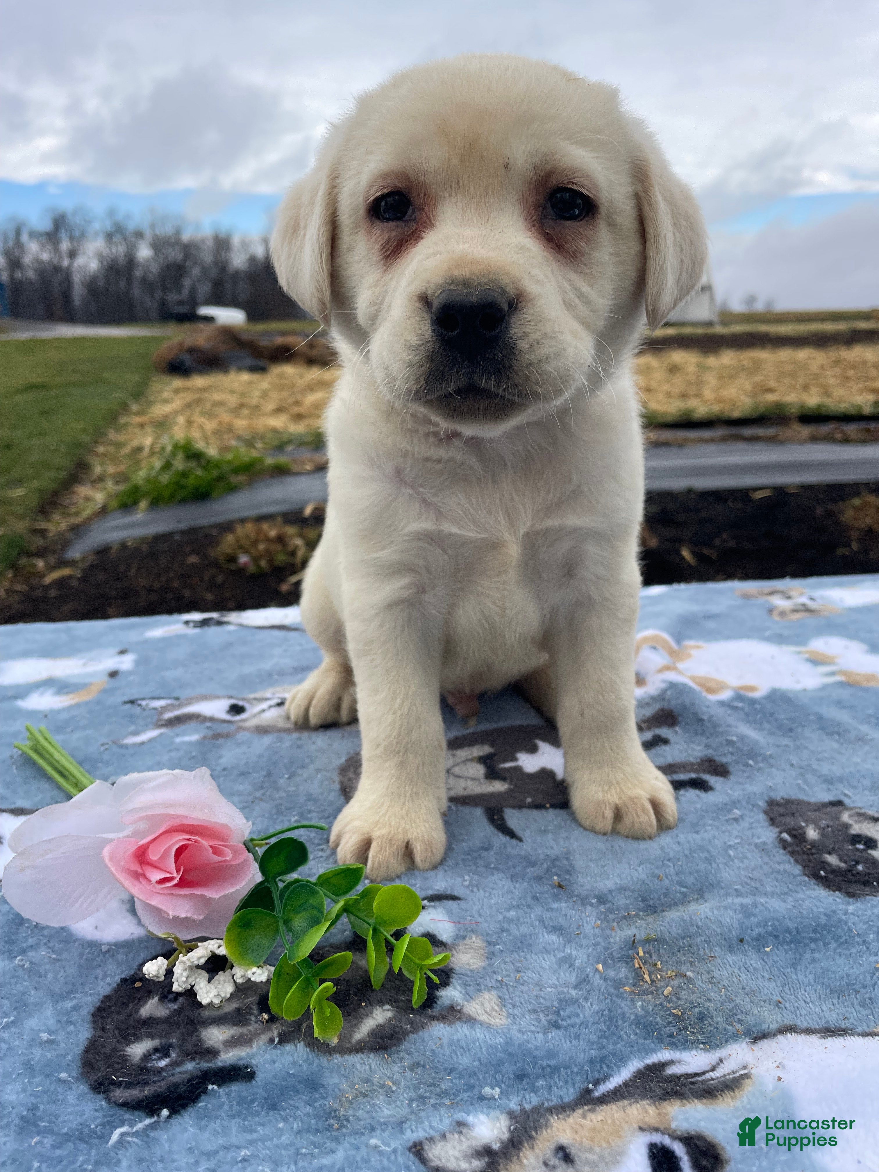 Labrador Retriever dogs Yeti - Ad 42