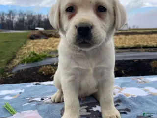 Labrador Retriever dogs Yeti - Ad 31